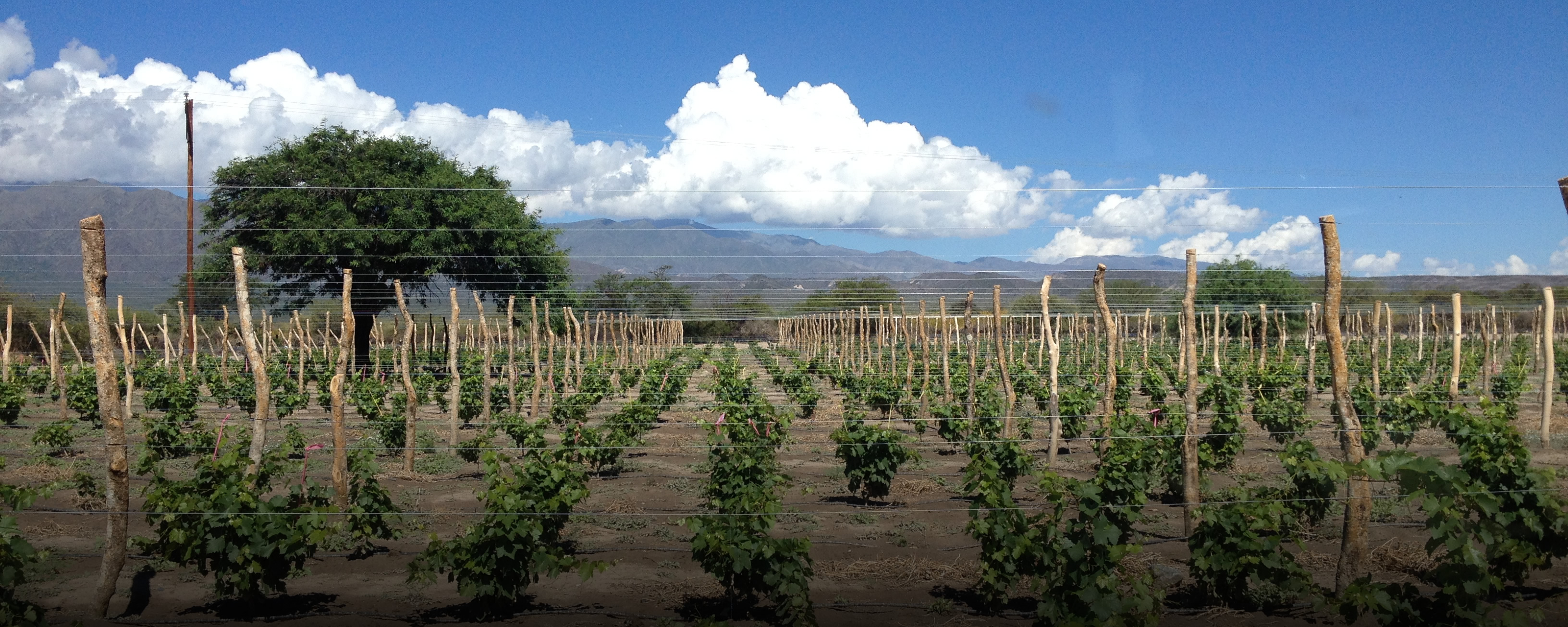 Viñedo